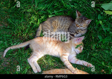 A grey and a ginger tabby kitten laying each next to other on green turf Stock Photo