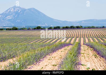 Lavender Harvest in Provence Stock Photo