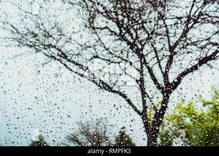 Drops of rain on the window; blurred tree in the background Stock Photo