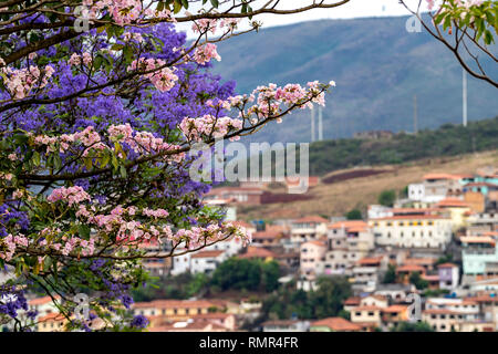 Blooming tree in front of the old colonial city of Ouro Preto among the mountains in Minas Gerais, Brazil