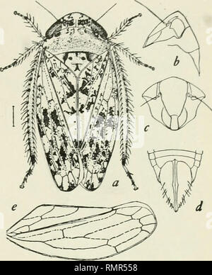 . Annals. Entomology. . Please note that these images are extracted from scanned page images that may have been digitally enhanced for readability - coloration and appearance of these illustrations may not perfectly resemble the original work.. Entomological Society of America. Baltimore [etc. ] Stock Photo