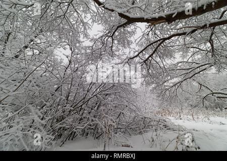 Bushes and trees after heavy snowfall in Yauza park. Babushkinskiy district, Moscow Stock Photo