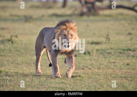 Adult male lion (Panthera leo) Olare Motorogi Conservancy, Mara, Kenya Stock Photo