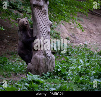 Brown bear climbing tree in Carpathian Mountains, Transylvania, Romania. Stock Photo