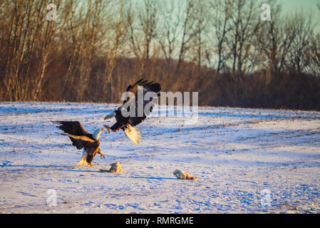 two adult bald eagles fighting over prey in Nova Scotia, Canada. Stock Photo