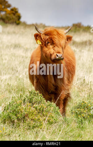 Highland cattle (Scottish Gaelic: Bò Ghàidhealach; Scots: Heilan coo) are a Scottish cattle breed. They have long horns and long, wavy, woolly coats t Stock Photo