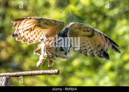 Siberian eagle owl, bubo bubo sibiricus. The biggest owl in the world Stock Photo