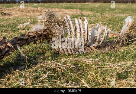 A sheep has died and been eaten by the local wildlife. It's skeleton remains showing it's spine, and rib cage. Stock Photo