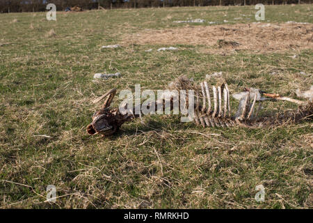 A sheep has died and been eaten by the local wildlife. It's skeleton remains showing it's spine, and rib cage and skull. Stock Photo