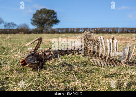 A sheep has died and been eaten by the local wildlife. It's skeleton remains showing it's spine, and rib cage and skull. Stock Photo