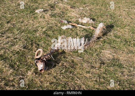 A sheep has died and been eaten by the local wildlife. It's skeleton remains showing it's spine, and rib cage and skull. Stock Photo