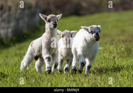 Trio of happy baby lambs enjoying the sunshine in their field of grass on a Welsh farm in Wales United Kingdom Stock Photo