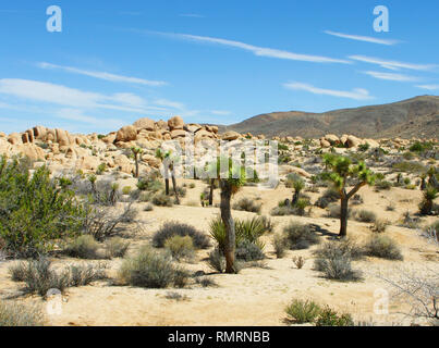 Young Joshua Trees in the California Mojave desert. Beautiful Little San Bernardino Mountains behind Stock Photo