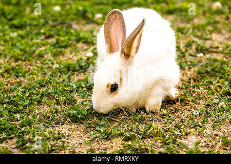 Farm animal. little white rabbit (Oryctolagus cuniculus) sitting on the green grass Stock Photo