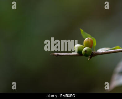Coffee cherries in Ethiopia, coffee plantation in the rainforest.