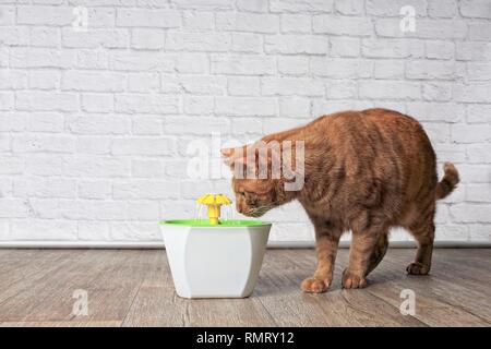 Thirsty ginger cat looking curious to a pet drinking fountain. Side view with copy space. Stock Photo