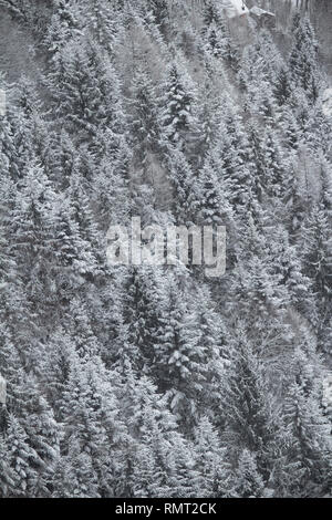 Beautiful pine trees in a very cold and snowy day Stock Photo