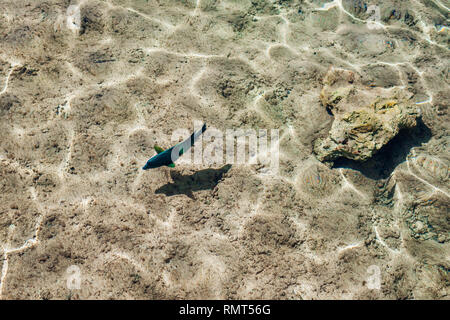 Coral fish in the Red Sea. Green and blue big fish looking for food in clear water. Egypt Stock Photo