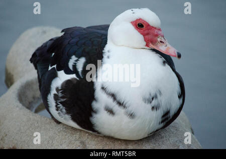 FAT MUSCOVY DUCK GOOSE BIRD WHITE BLACK PINK ON WATER Stock Photo