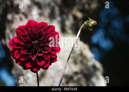 Beautiful Carmine (Dark Red) Arabian Night Dahlia or Decorative Dahlia on a  garden. Gentle movements under the summer breeze. Stock Photo