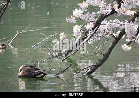 MALLARD DUCK GOOSE SWIMMING AND FLOATING IN LAKE WATER WITH CHERRY BLOSSOM TREES Stock Photo