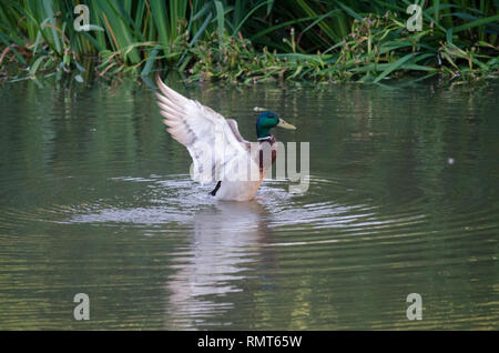 MALLARD DUCK GOOSE WITH GREEN HEAD AND YELLOW BEAK SWIMMING AND SPLASHING IN SWAMP LAKE WATER Stock Photo