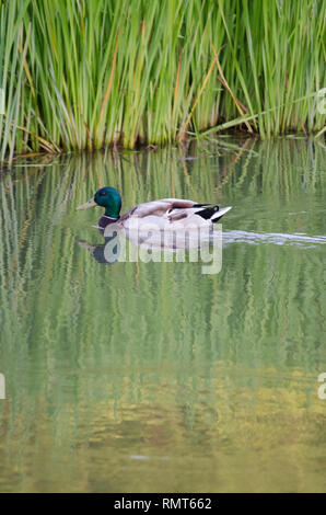 MALLARD DUCK GOOSE WITH GREEN HEAD AND YELLOW BEAK SWIMMING IN SWAMP LAKE WATER Stock Photo