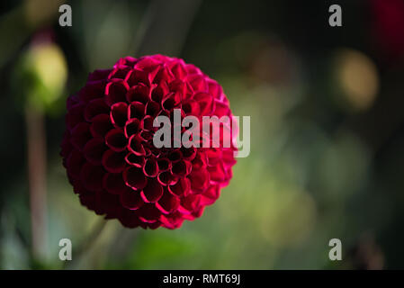 Close up of a Beautiful Carmine (Dark Red) Dahlia Pom Pom or Ball Dahlia on a garden. Gentle movements under the summer breeze during the Golden Hour. Stock Photo