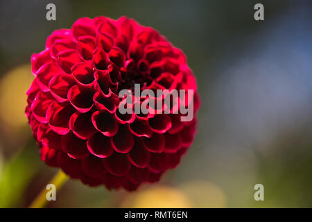 Close up of a Colorful Carmine (Dark Red) Dahlia Pom Pom or Ball Dahlia on a garden. Gentle movements under the summer breeze during the Golden Hour. Stock Photo