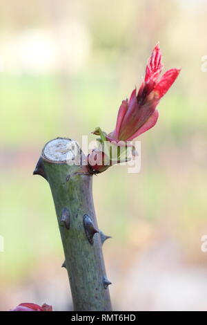 Rosa. Detail showing pruning cut and new growth on an English shrub rose in winter, UK Stock Photo