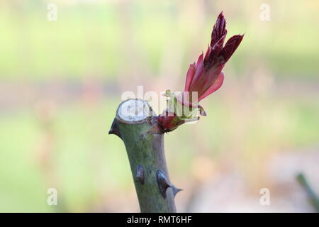 Rosa. Detail showing pruning cut and new growth on an English shrub rose in winter, UK Stock Photo