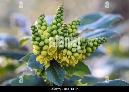 Mahonia x wagnerii 'Pinnacle' blooms emerging in late winter. Also called Mahonia x wagneri 'Pinnata', England, UK Stock Photo