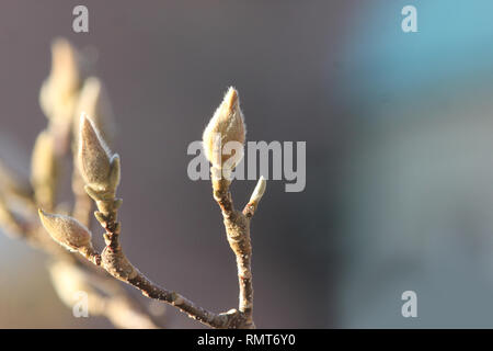 Messenger of spring, three magnolia buds at magnolia branch. Stock Photo