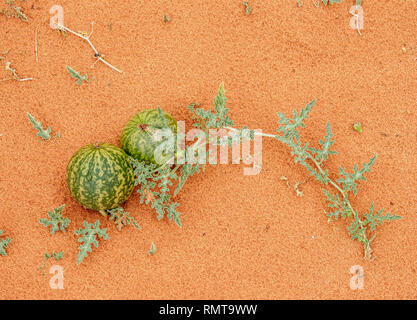 Al Handal, Bitter Apple (Citrullus colocynthis), Wadi Rum, Aqaba Governorate, Jordan Stock Photo