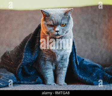 British cute cat after sleeping under blanket on the couch. Concept of comfort and cozy winter time. hibernation Stock Photo