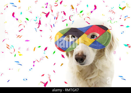 PORTRAIT DOG HARLEQUIN CARNIVAL MASK. FUNNY MIXED-BREED PUPPY WEARING A COLORFUL MASQUERADE. ISOLATED STUDIO SHOT ON WHITE BACKGROUND WITH CONFETTI FA Stock Photo