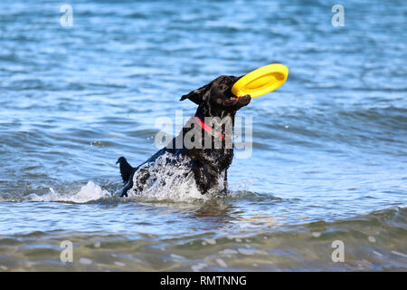 A black labrador retriever dog playing with a frisbee in the ocean Stock Photo