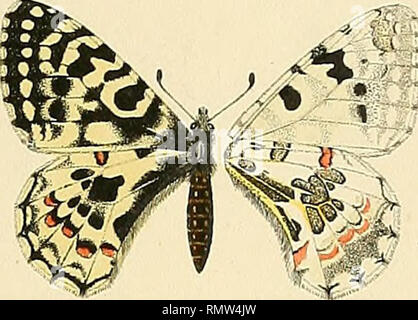 . Annales d'histoire naturelle. Vertebrates, Fossil; Insects. ^. Please note that these images are extracted from scanned page images that may have been digitally enhanced for readability - coloration and appearance of these illustrations may not perfectly resemble the original work.. Morgan, J. de (Jacques), 1857-1924; France. Ministère de l'instruction publique. Paris : E. Leroux Stock Photo