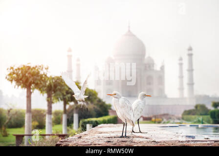 White herons in the Mehtab Bagh garden with Taj Mahal view in Agra, Uttar Pradesh, India Stock Photo