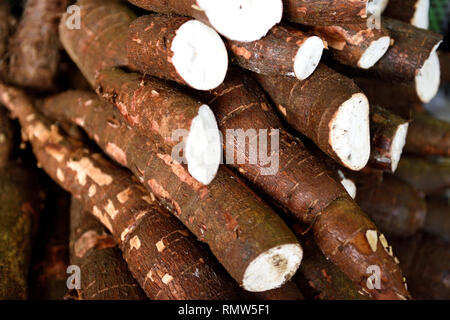Colombian Yuca Root, fresh harvested raw Yuca Root, or Cassava Root in a farmers market in Colombia, South America Stock Photo