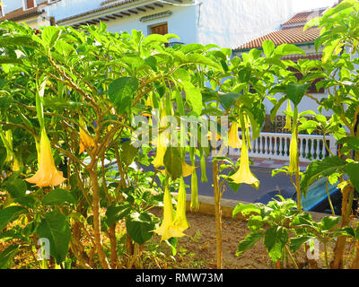 Large Trumpet Flower- Datura-Floripondio shrub in flower Stock Photo