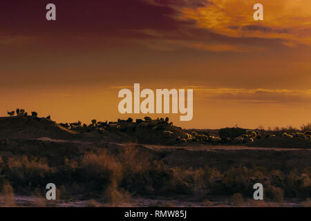 sheeps and goats graze on the hills at sunset. intentionally underexposed. Stock Photo