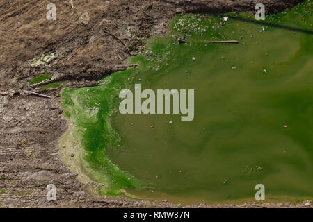 polluted water. chemical disaster. greenish dirty water on a muddy earth. environmental catastrophe. Stock Photo