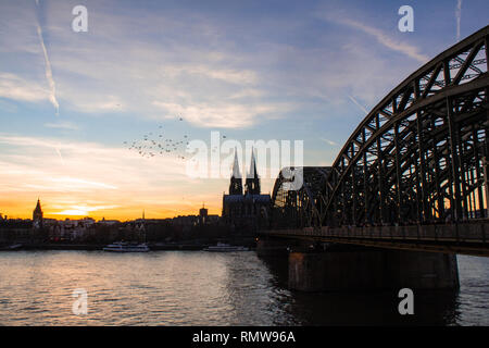 Cologne skyline with Cologne Cathedral and Hohenzollern bridge at sunset with cloudy sky and birds flying through Stock Photo