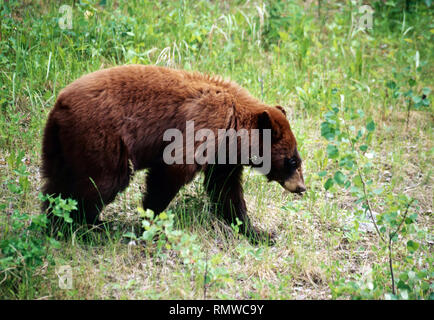 A black bear,Prince Albert National,Park,Saskatchewan,Canada Stock Photo
