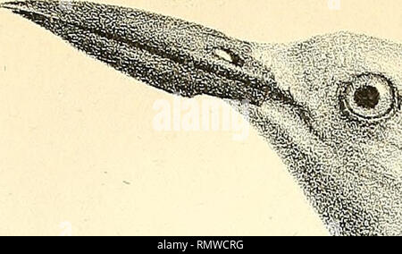 Annales Des Sciences Naturelles W J W O C 3 Jz L Gt P G 1 S O O Lt Fr Lt 3 Co 3 05 O C