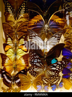 Butterfly collection Stock Photo