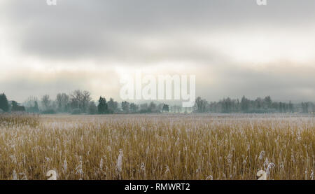 sun shining through clouds in winter scene with reed Stock Photo