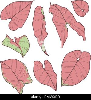 Vector collection set of Syngonium Pink Neon Robusta Plant leaf drawings Stock Vector