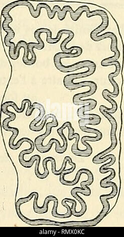 . Annales d'histoire naturelle. Vertebrates, Fossil; Insects. J3. Please note that these images are extracted from scanned page images that may have been digitally enhanced for readability - coloration and appearance of these illustrations may not perfectly resemble the original work.. Morgan, J. de (Jacques), 1857-1924; France. Ministère de l'instruction publique. Paris : E. Leroux Stock Photo